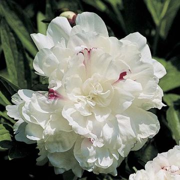 Pivoine lactiflora Festiva Maxima