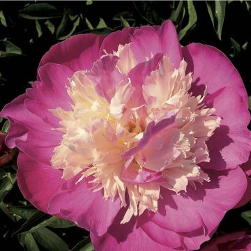 Pivoine Gay Paree