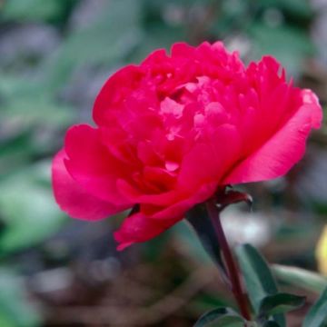 Pivoine lactiflora Kansas