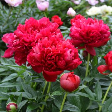 Pivoine lactiflora Henry Bockstoce 