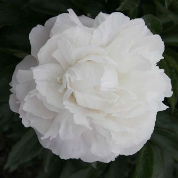 Pivoine lactiflora Marie Lemoine