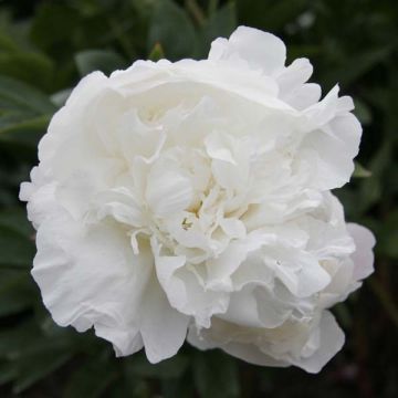 Pivoine lactiflora Mother's Choice