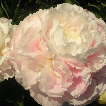 Pivoine lactiflora Shirley Temple