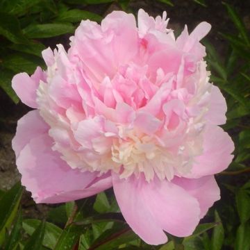 Pivoine Sorbet