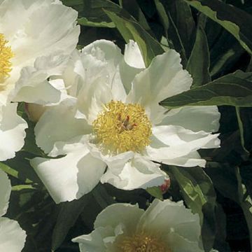 Pivoine lactiflora White Wing