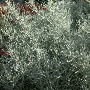Helichrysum italicum - Plante-curry