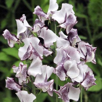 Graines de Pois de senteur Nimbus - Lathyrus odoratus