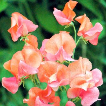 Pois de Senteur Prince of Orange  - Lathyrus odoratus