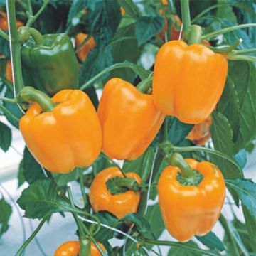 Piment, poivron : c'est quoi la différence? - Jardinier paresseux