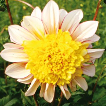 Dahlia anémone Polka