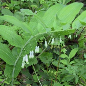 Sceau de Salomon - Polygonatum multiflorum