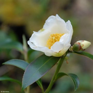 Polyspora ou Gordonia axillaris - Camélia de Taïwan