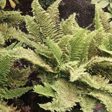 Polystichum setiferum plumosum densum