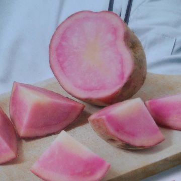 Pommes de terre Perupas Pink Love