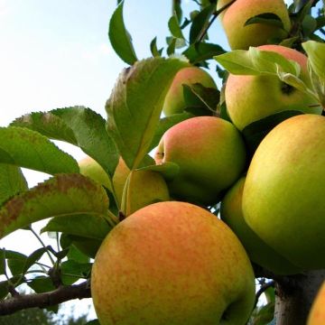 Pommier Golden Delicious Bio en racines nues, forme scion