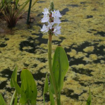 Pontederia cordata  White Pike - Pontédérie à feuilles en coeur