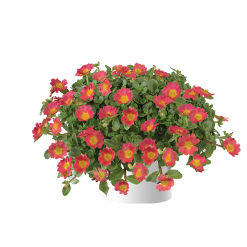 Portulaca  Pazzaz Nano Hot Pink - Pourpier annuel