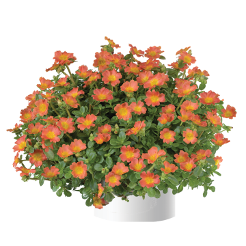 Portulaca Pazzaz Nano Orange - Pourpier annuel