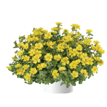 Portulaca Pazzaz Nano Yellow - Pourpier annuel