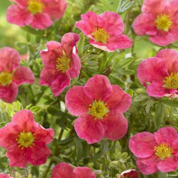 Potentilla fruticosa Danny Boy - Potentille arbustive à fleurs simples rose framboise