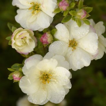 Potentille arbustive - Potentilla fruticosa Double Punch Cream