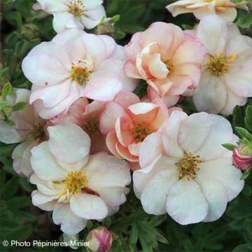 Potentilla fruticosa Double Punch Pastel - Potentille arbustive