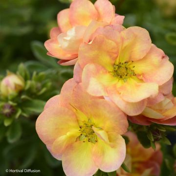 Potentille arbustive - Potentilla fruticosa Double Punch Peach