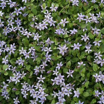 Pratia pedunculata County Park