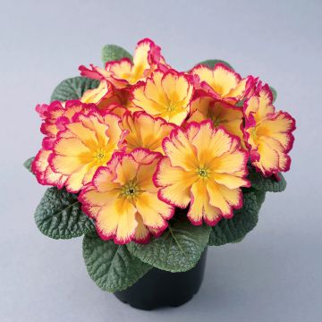 Primevère Scentsation Red Cream - Primula vulgaris