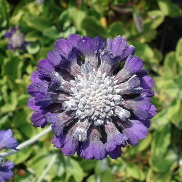 Primevère de l'Himalaya, Primula Capitata mooreana