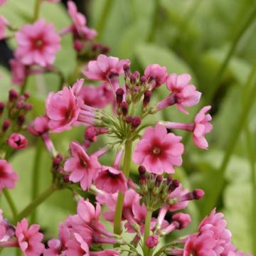 Primevère du Japon Millers Crimson - Primula japonica