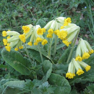 Primula veris - Primevère officinale, Coucou