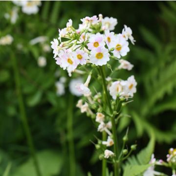 Primevere candélabre - Primula japonica Alba