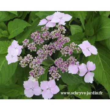 Hortensia Serrata Princesse Eugénie