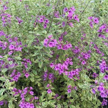 Prostanthera ovalifolia Variegata - Menthe australienne panachée.