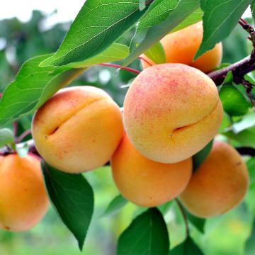 Abricotier - Prunus armeniaca Nanum