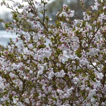 Cerisier à fleurs nain du Japon - Prunus incisa Kojo no mai
