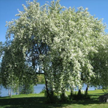 Prunus padus - Cerisier à grappes