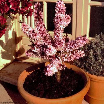 Pêcher - Prunus persica Nain Crimson Bonfire