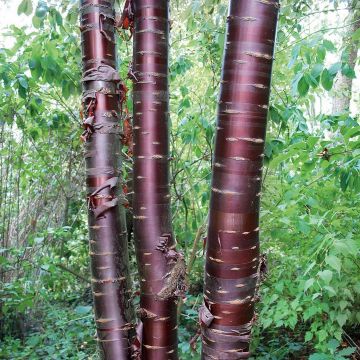 Prunus serrula Branklyn - Cerisier du Tibet