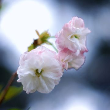 Cerisier à fleurs - Prunus serrulata Shirofugen