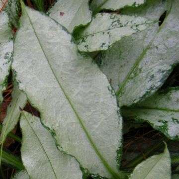 Pulmonaire hybride - Pulmonaria Diane Clare