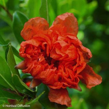 Grenadier à fleurs - Punica granatum Plena