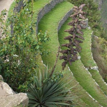 Puya weberbaueri - Broméliacée du Pérou