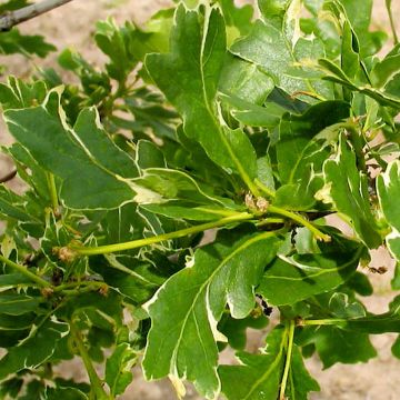 Chêne pédonculé - Quercus robur Argenteomarginata