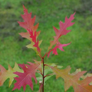 Quercus texana New Madrid - Chêne rouge du Texas