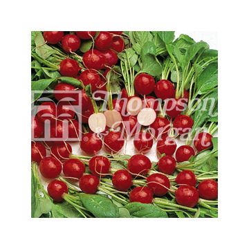 Radis Cherry Belle - Raphanus sativus