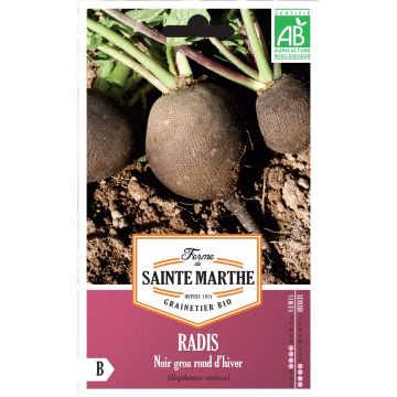 Radis Noir Gros Long d'Hiver Bio - Ferme de Sainte Marthe