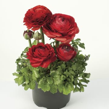 Renoncule des fleuristes Vortex F1 Red - Ranunculus hybrida