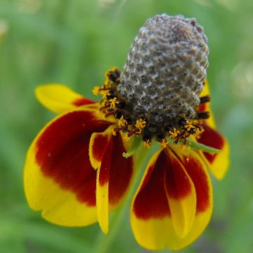 Ratibida columnifera Pulcherrima - Châpeau ou Sombrero mexicain